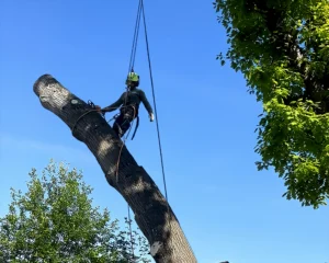 Landscape Tree Trimming-Removal