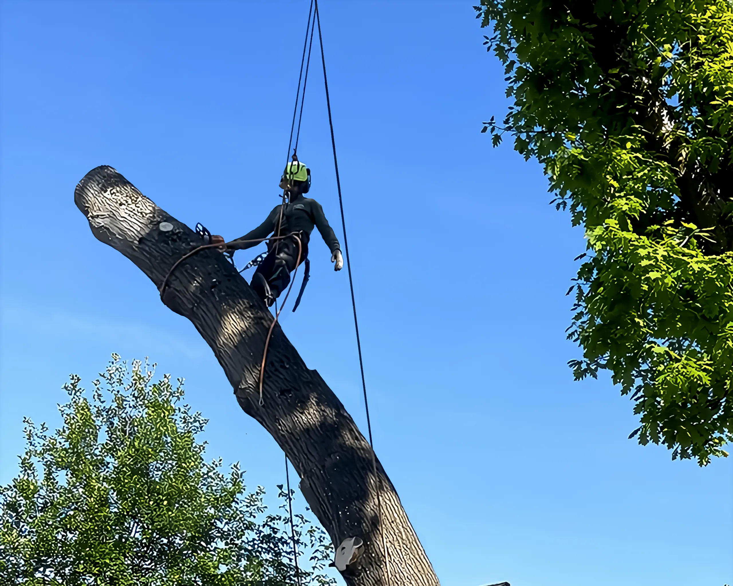 Landscape Tree Trimming-Removal