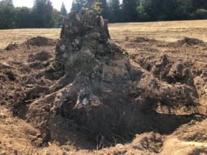 Tree Stump Removal