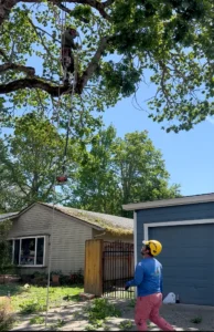 Landscape Tree Trimming