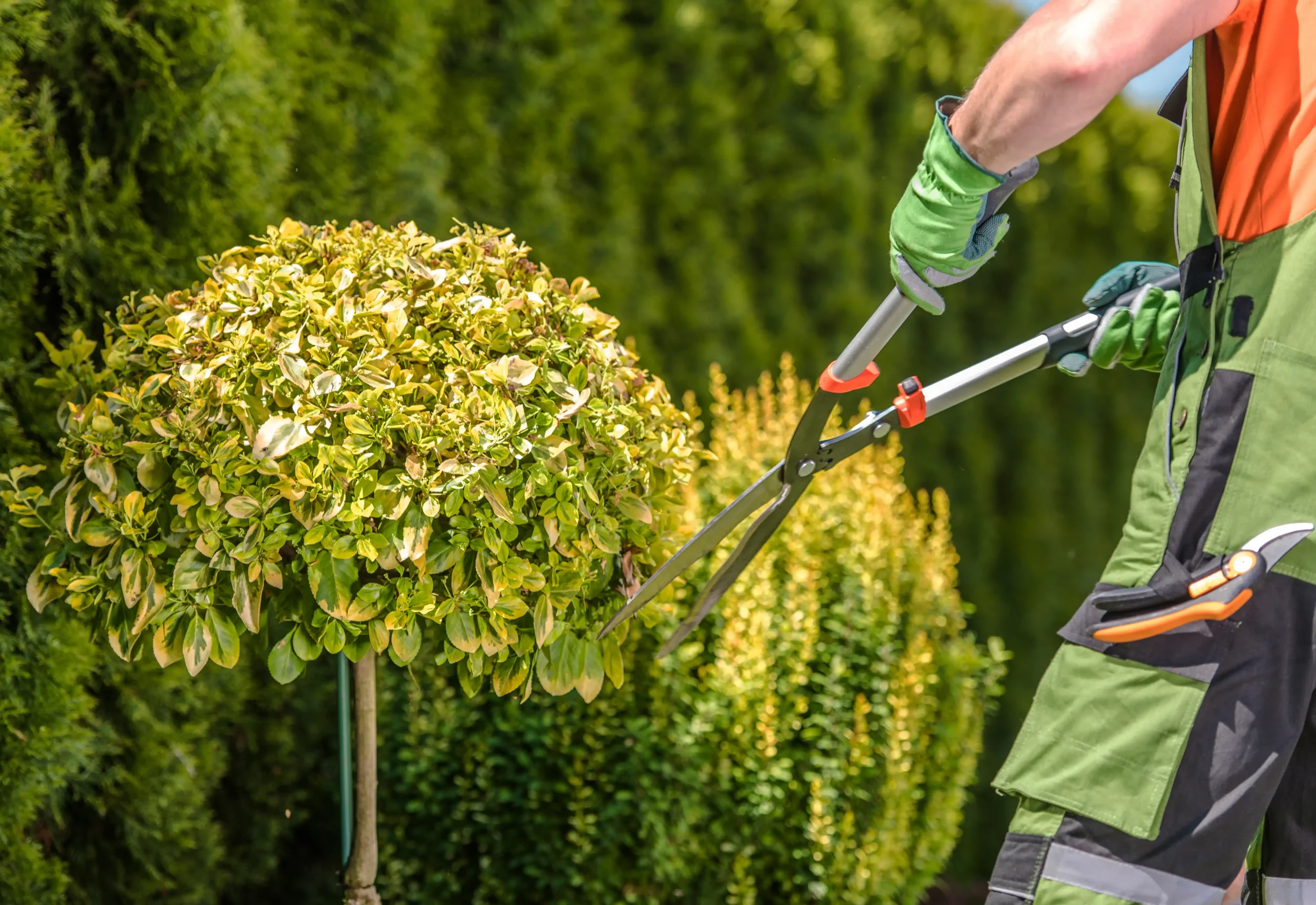 Landscape Maintenance Pruning