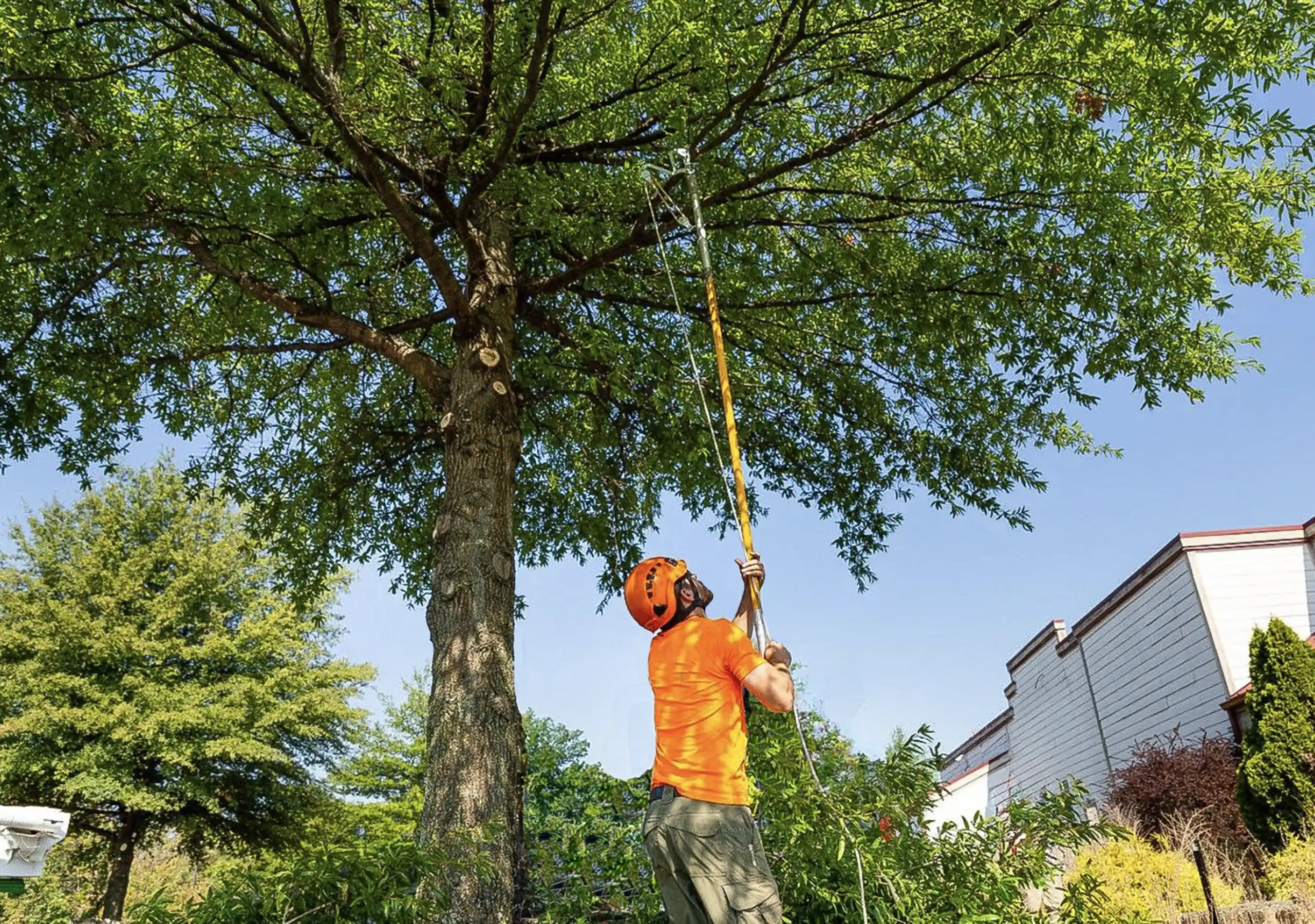 Landscape Tree-Trimming